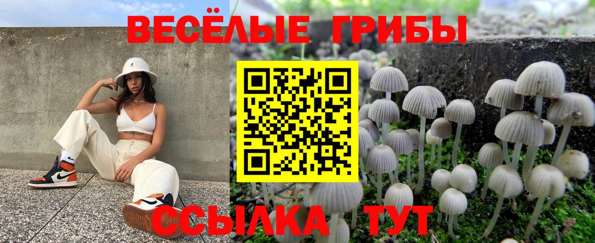 Псилоцибиновые грибы Psilocybe Тюмень